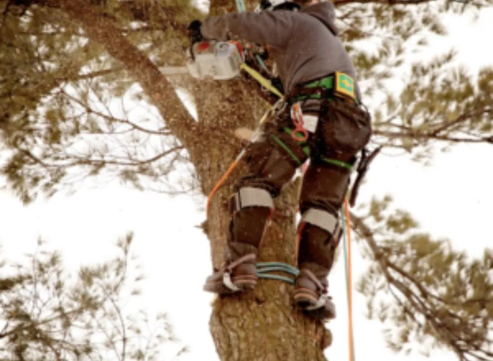 Professional landscape design in Fort Worth, TX by Olvera Lawn Services