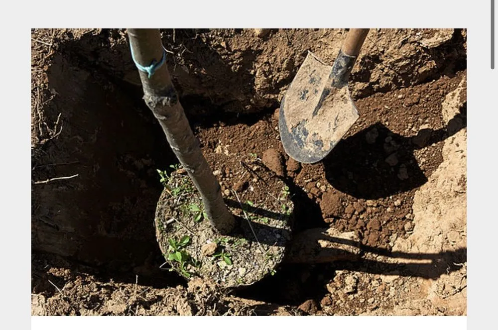 Top-rated outdoor landscaping in Fort Worth, TX by Olvera Lawn Services