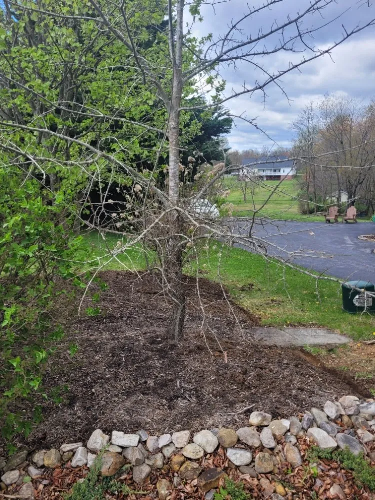 Custom yard cleanup service in Waynesboro, VA - Olvera's Landscaping