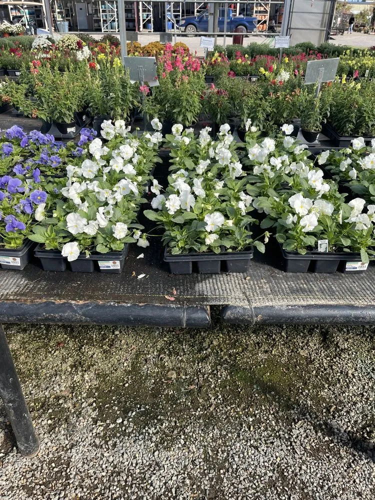 Reliable lawn care service for outdoor upgrades across Marshall, TX - Olvera's Lawn Service