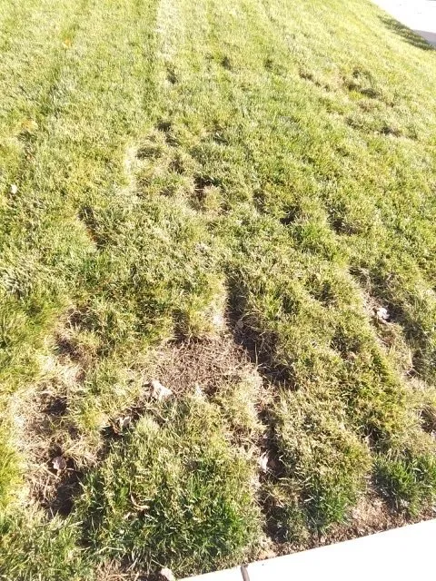 Expert outdoor landscaping in Antioch, CA - Oly Landscape Construction