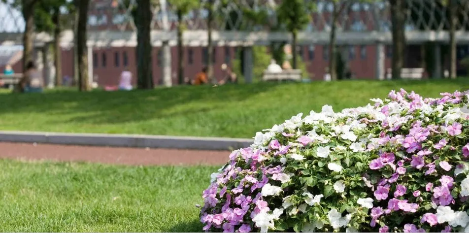 Affordable yard cleanup service in Antioch, CA - Oly Landscape Construction