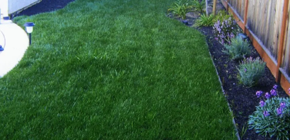 Custom landscape installation experts serving Antioch, CA - Oly Landscape Construction