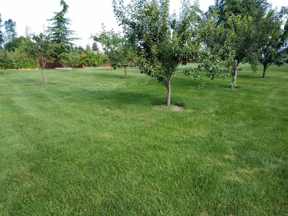 Professional landscaping services with custom design in Port Townsend, WA by Olympic Grass