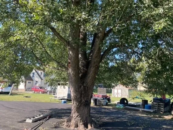 Expert garden landscaping in Independence, MO - Olympic Yard Works