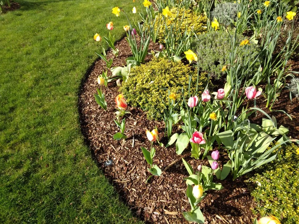 Custom yard maintenance for year-round maintenance across Olympia, WA - Olympus Landscaping