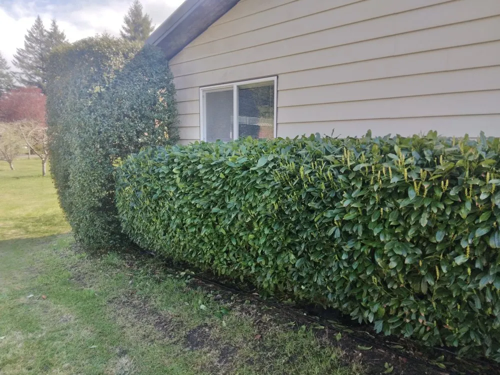 Custom landscape design experts serving Olympia, WA - Olympus Landscaping