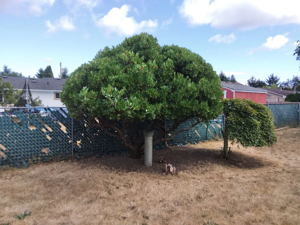 Affordable landscape design experts serving Olympia, WA - Olympus Landscaping