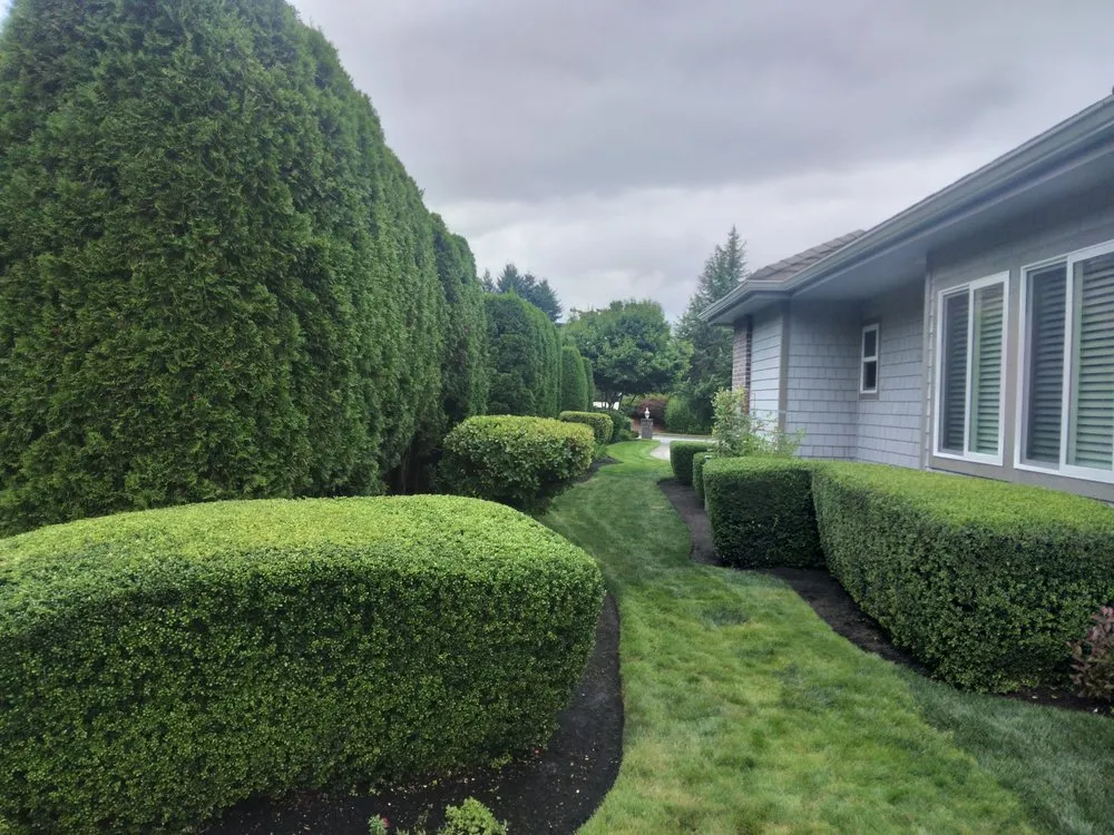 Trusted yard maintenance for beautiful yards across Olympia, WA - Olympus Landscaping