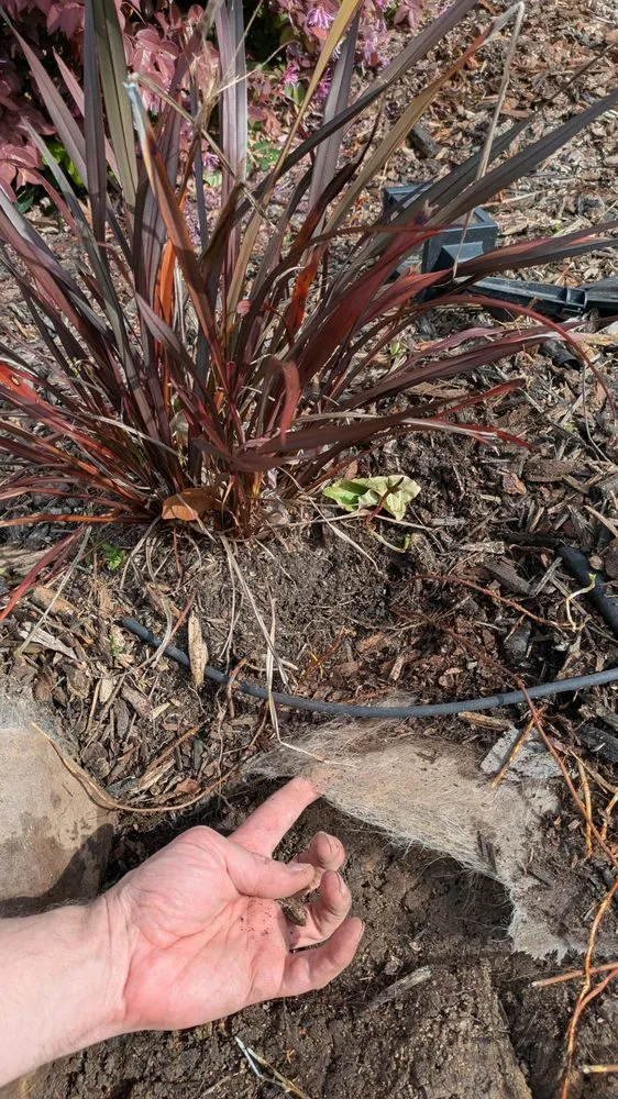 Top-rated landscaping services for outdoor upgrades across Roseville, CA - Olympus Pointe Landscape