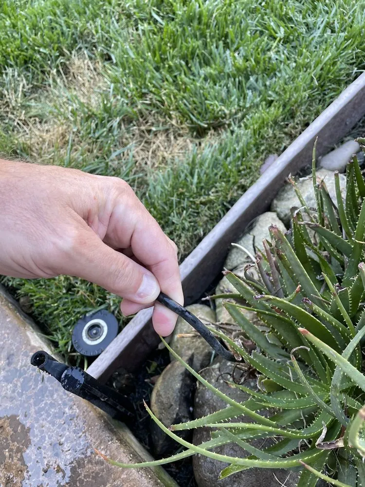 Trusted yard maintenance in Roseville, CA by Olympus Pointe Landscape