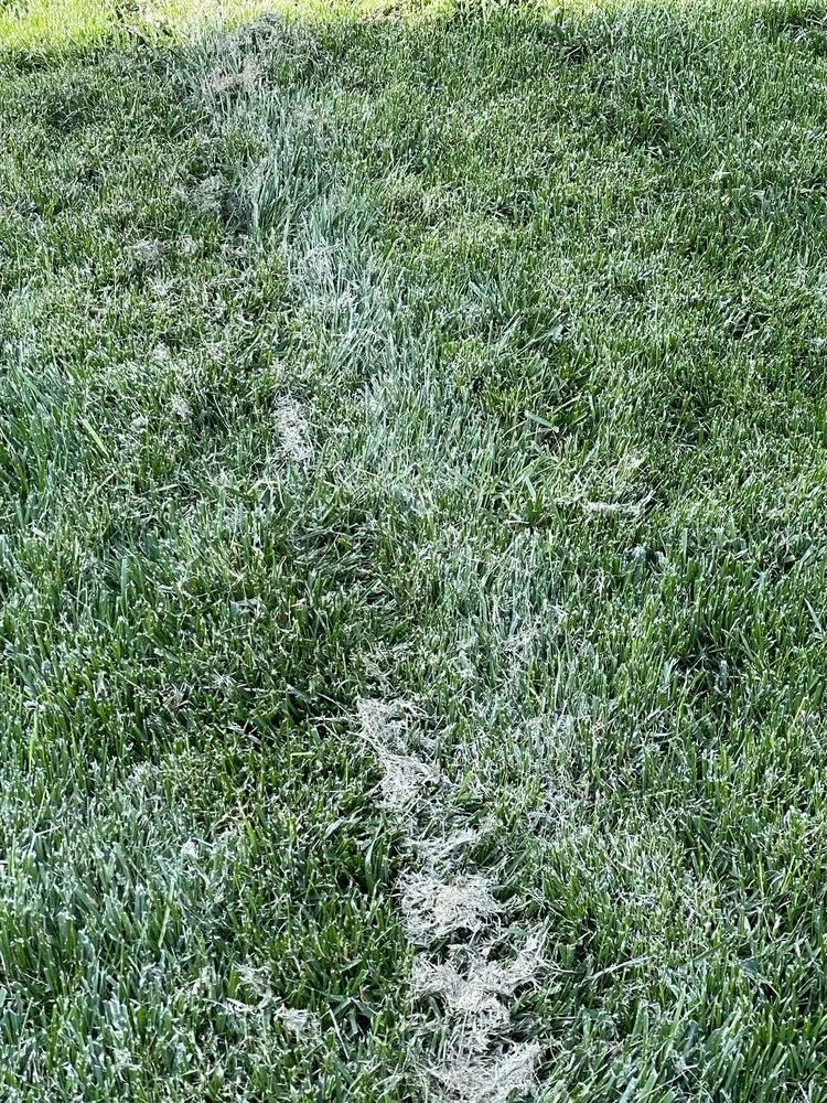 Professional yard maintenance in Roseville, CA by Olympus Pointe Landscape