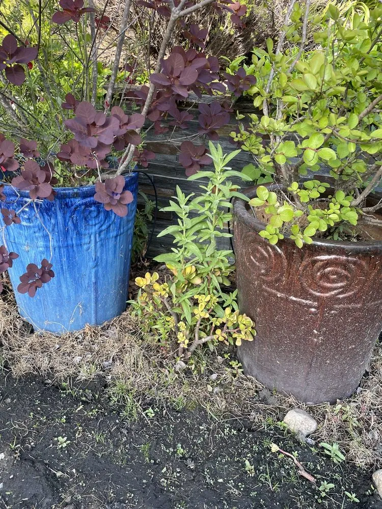 Professional landscaping services for homes across Roseville, CA - Olympus Pointe Landscape