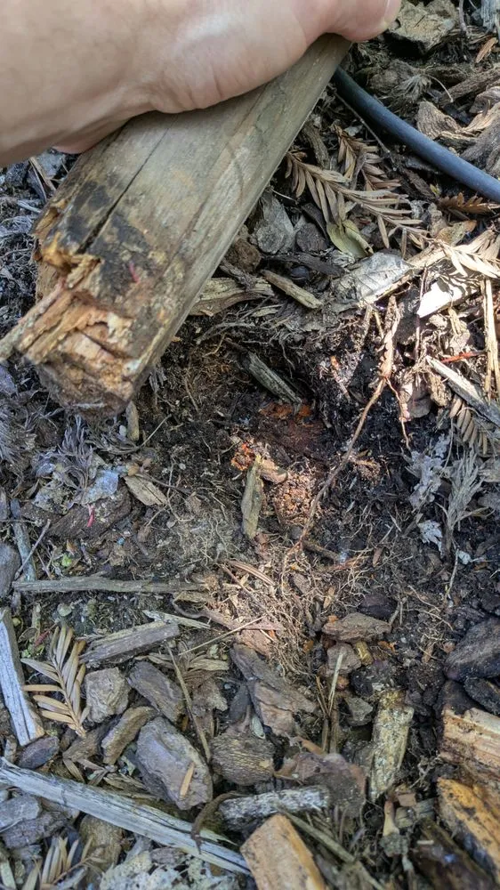 Affordable landscape design for beautiful yards across Roseville, CA - Olympus Pointe Landscape