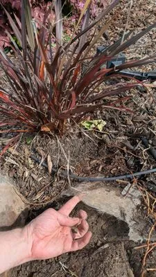 Olympus Pointe Landscape Logo