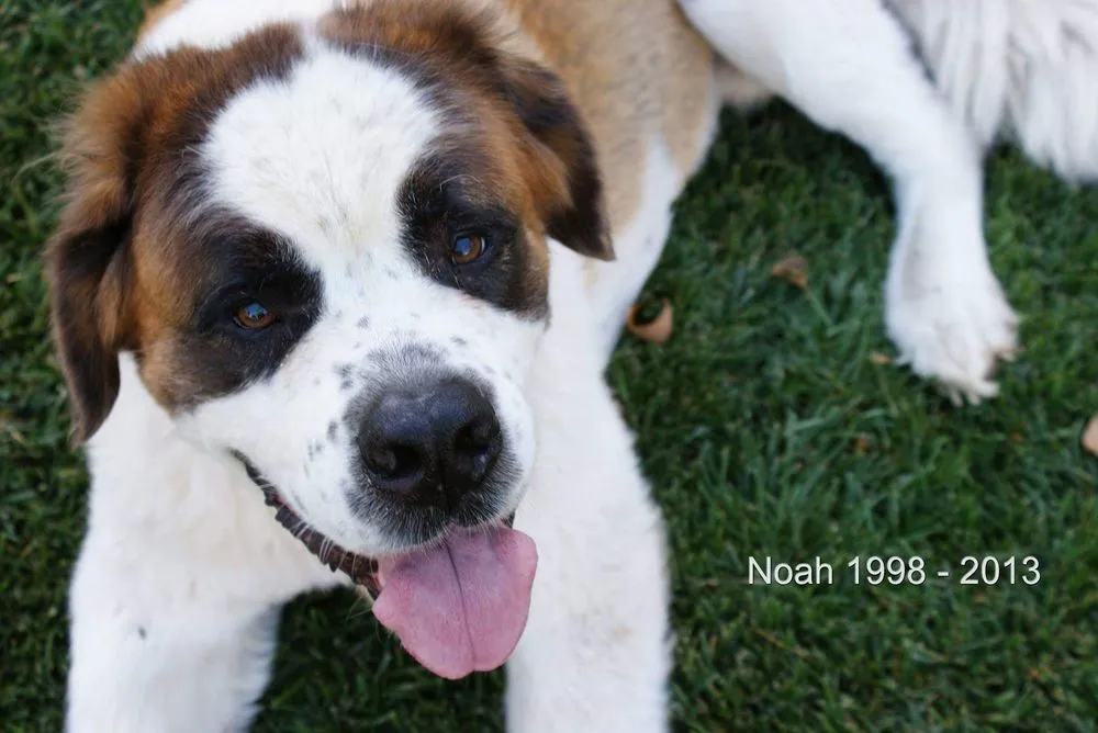 Trusted lawn mowing service in Omaha, NE by Omaha Organics