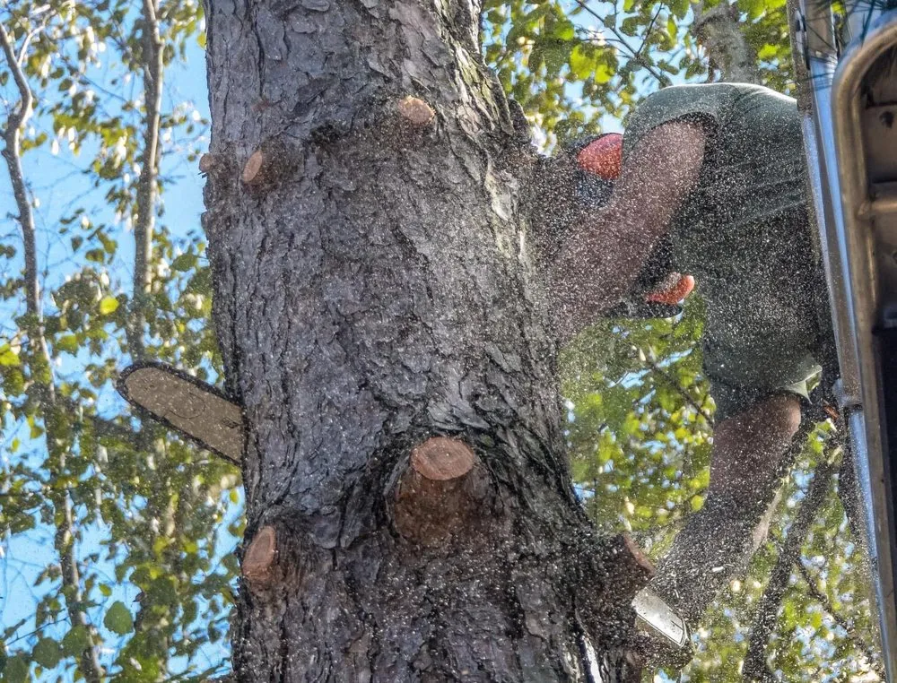 Expert lawn care service in Ravenna, OH - O’Malley’s Tree & Services