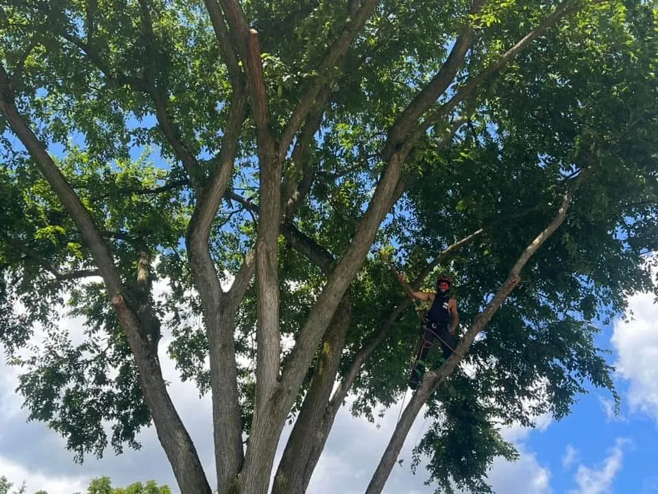 Professional lawn care service in Ravenna, OH by O’Malley’s Tree & Services