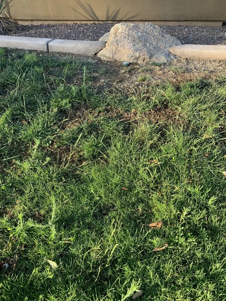 Affordable residential landscaping in Mesa, AZ by Omar Flores Landscaping