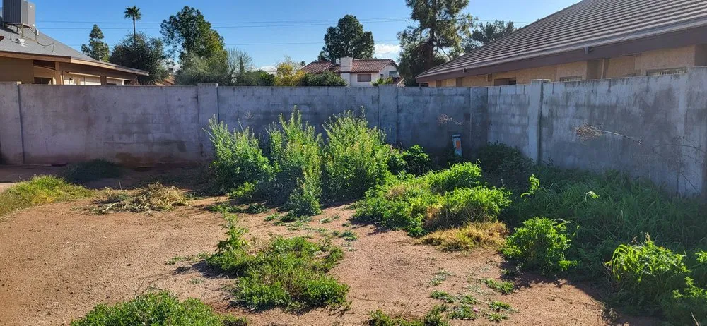 Local yard maintenance experts serving Mesa, AZ - Omar Flores Landscaping