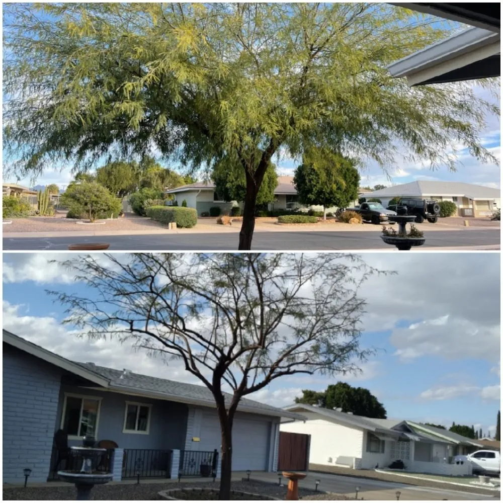 Reliable outdoor landscaping for beautiful yards in Mesa, AZ by Omar Flores Landscaping