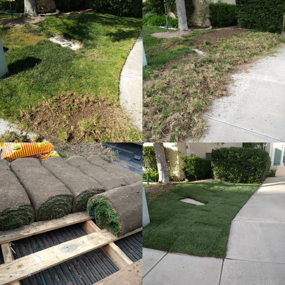 Trusted lawn care service near you in San Marcos, CA by Omar Landscaping & Maintenance