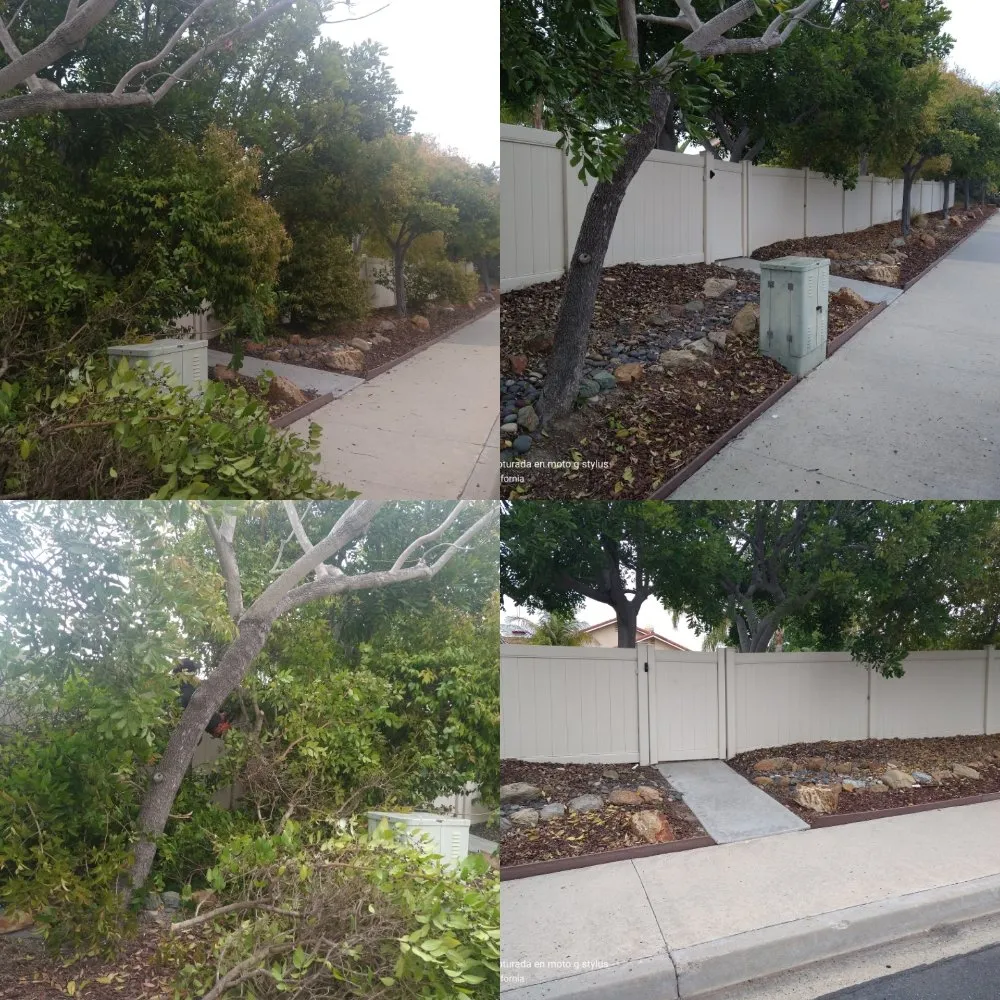 Expert yard cleanup service in San Marcos, CA - Omar Landscaping & Maintenance