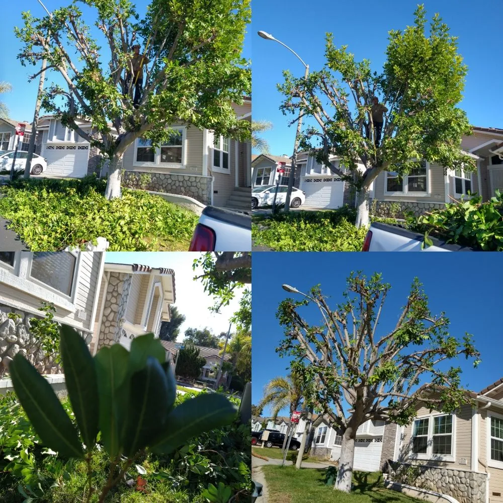Reliable residential landscaping experts serving San Marcos, CA - Omar Landscaping & Maintenance