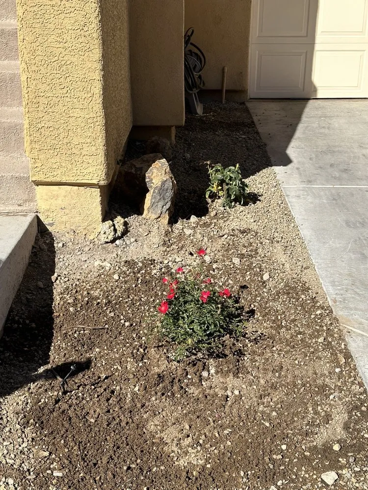 Top-rated residential landscaping for beautiful yards across Las Vegas, NV - Omar Landscaping