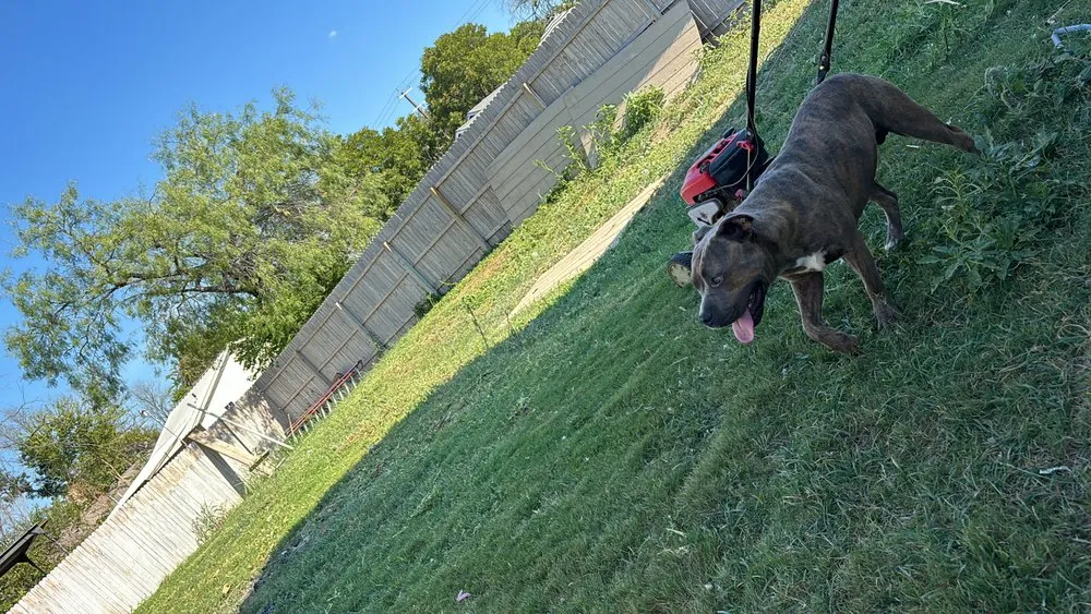 Reliable lawn care service experts serving San Antonio, TX - Omar Landscaping