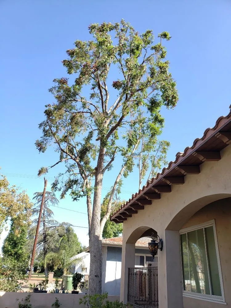 Affordable residential landscaping in Santa Clarita, CA - Omar Landscaping Service