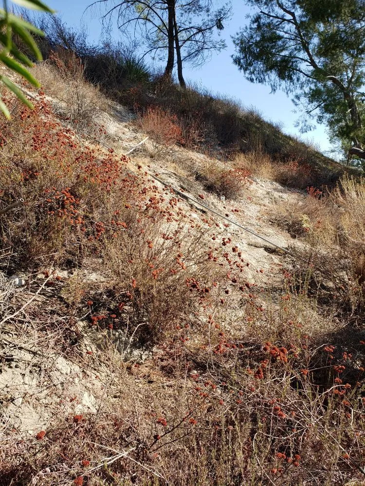 Custom lawn care service in Santa Clarita, CA - Omar Landscaping Service