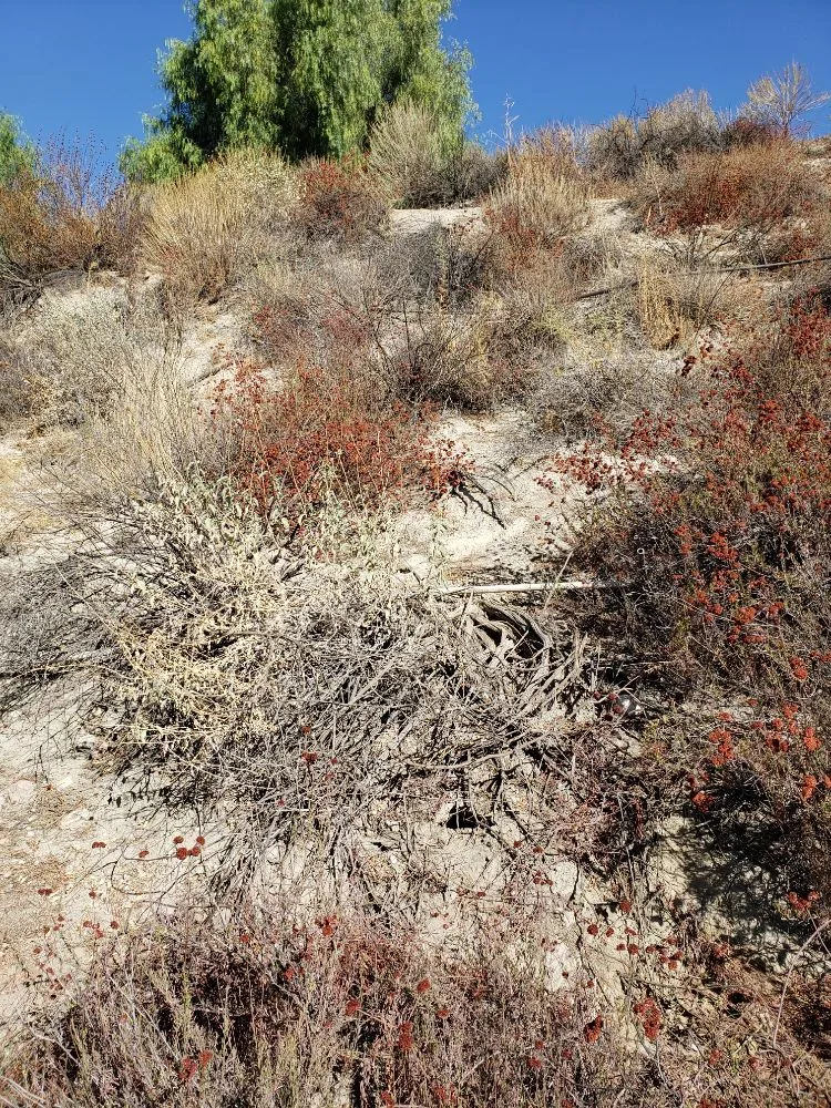 Custom outdoor landscaping for homes across Santa Clarita, CA - Omar Landscaping Service