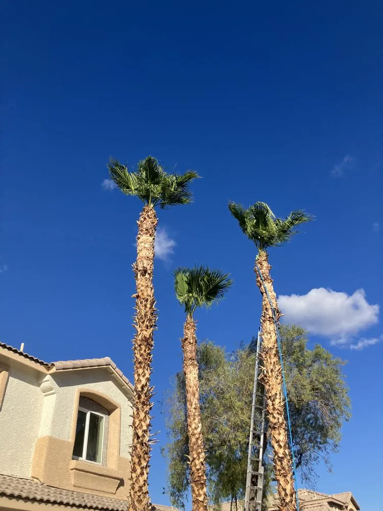 Affordable garden landscaping experts serving Las Vegas, NV - Omar Lawn Care