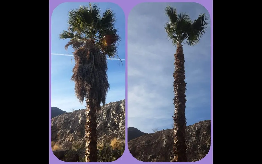 Professional lawn mowing service with custom design in Las Vegas, NV by Omar Lawn Care