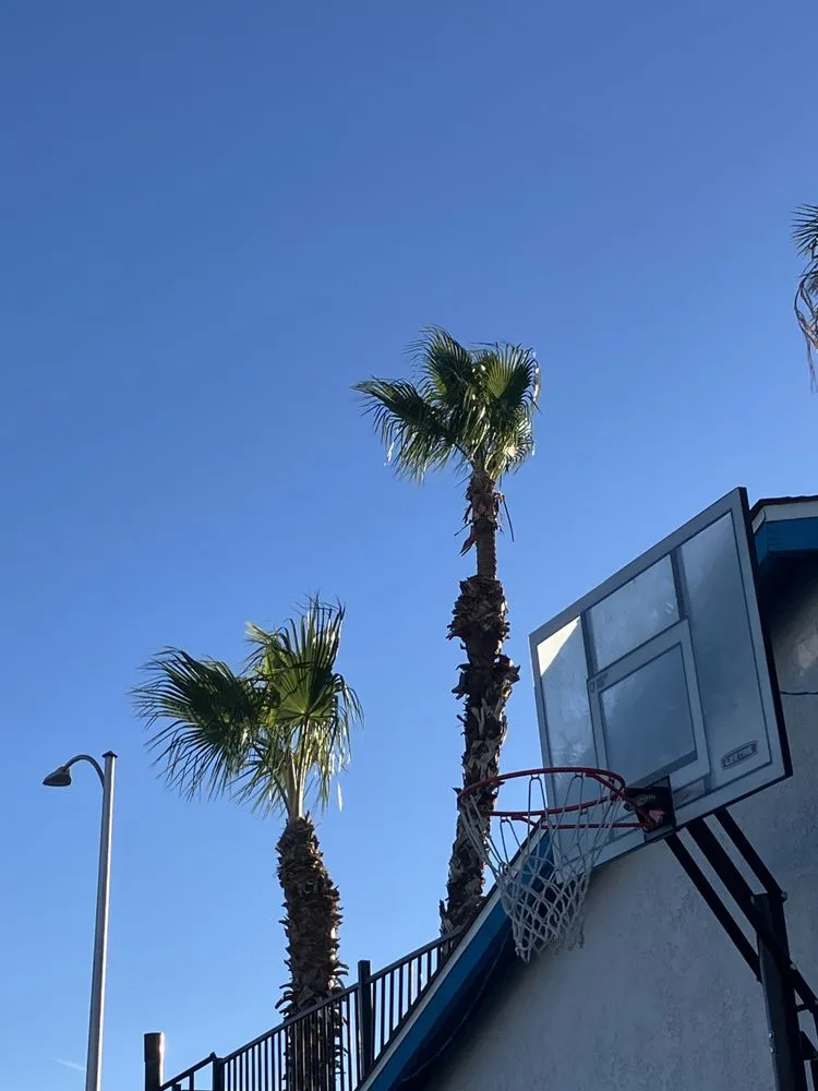 Affordable garden landscaping for year-round maintenance in Las Vegas, NV by Omar Lawn Care