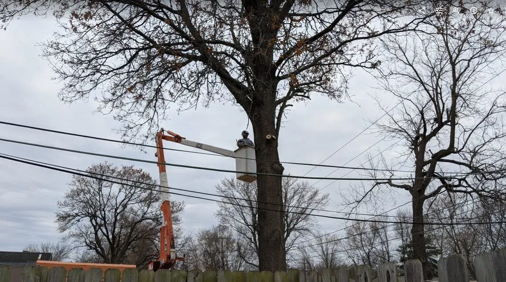 Reliable residential landscaping in Kansas City, MO by Omar Tree Services