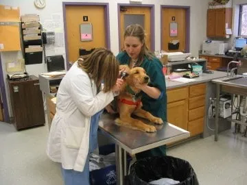 Custom residential landscaping for outdoor upgrades across Kansas City, MO - Omar Tree Services