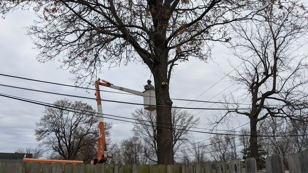 Reliable lawn care service for outdoor upgrades across Kansas City, MO - Omar Tree Services