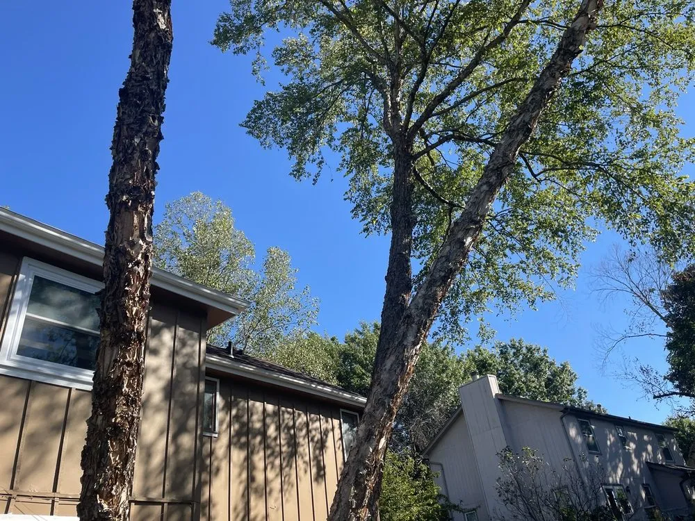 Top-rated landscaping services experts serving Kansas City, MO - Omar Tree Services