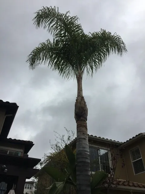 Expert yard cleanup service in Lake Forest, CA by Omar's Gardening Service