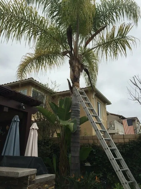 Expert landscaping services in Lake Forest, CA by Omar's Gardening Service