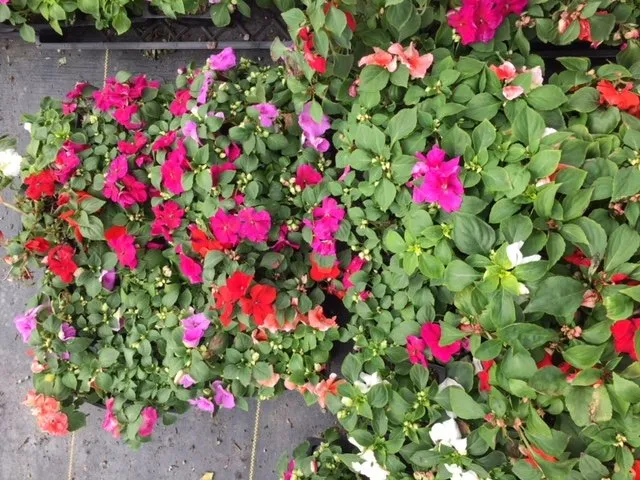 Local lawn care service for homes across Lake Forest, CA - Omar's Gardening Service