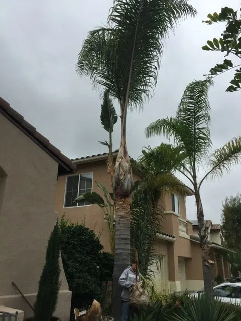 Expert landscape design for outdoor upgrades across Lake Forest, CA - Omar's Gardening Service