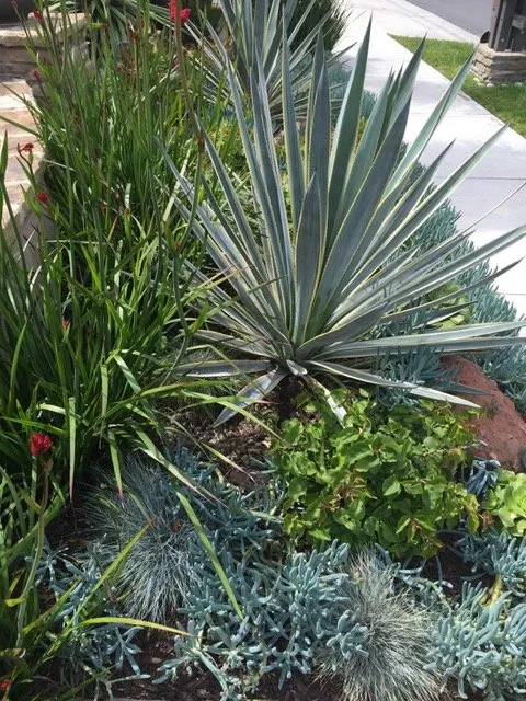 Expert outdoor landscaping in Lake Forest, CA by Omar's Gardening Service