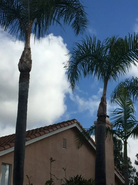 Local outdoor landscaping in Lake Forest, CA - Omar's Gardening Service