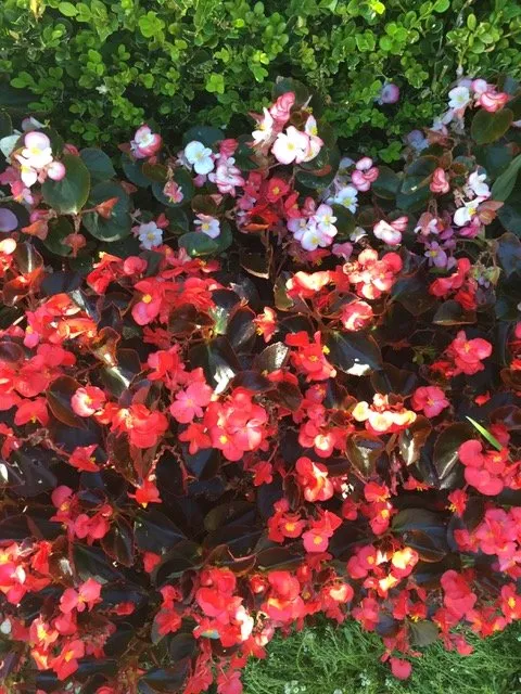 Top-rated residential landscaping near you across Lake Forest, CA - Omar's Gardening Service