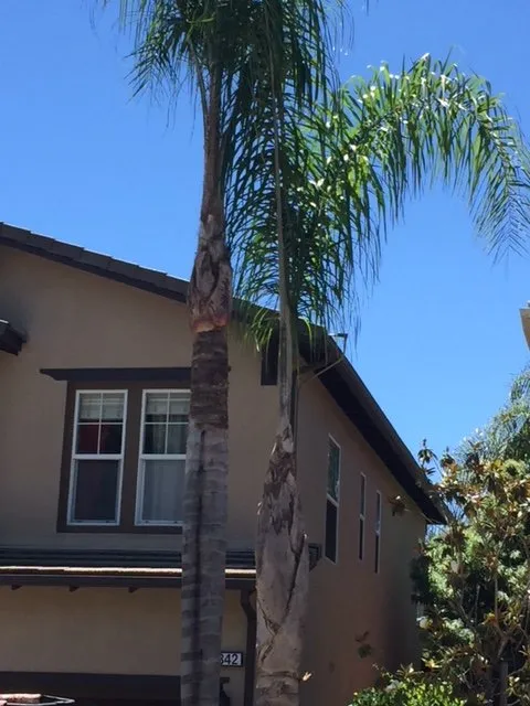 Professional outdoor landscaping for homes in Lake Forest, CA by Omar's Gardening Service