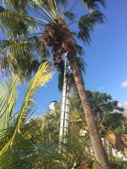 Professional residential landscaping in Lake Forest, CA by Omar's Gardening Service