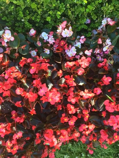 Affordable residential landscaping in Lake Forest, CA by Omar's Gardening Service